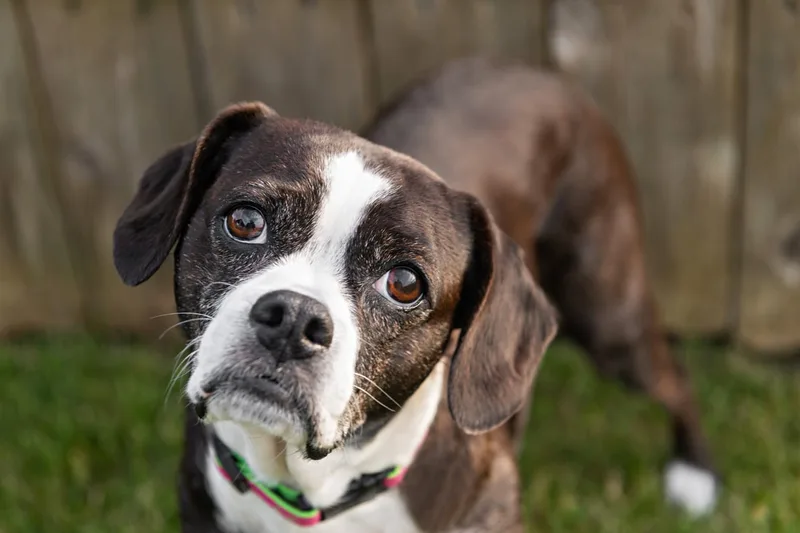 color photo of a boston terrier mix dog with her head tilted. The photo was taken by Laura Pea Photography, a Long Island pet photographer. 