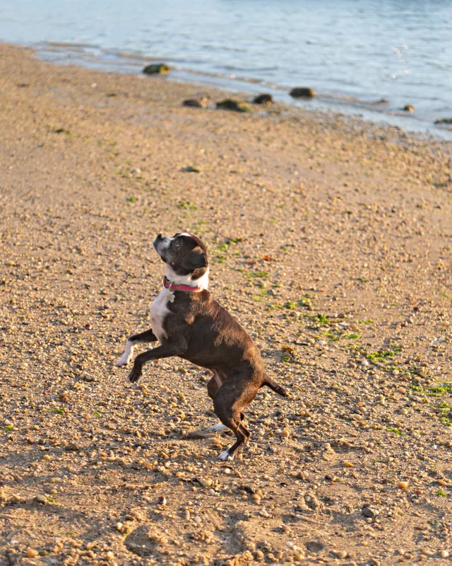color photo of a boston terrier mix dog jumping up on a rocky beach. The photo was taken by Laura Pea Photography, a Long Island pet photographer. 