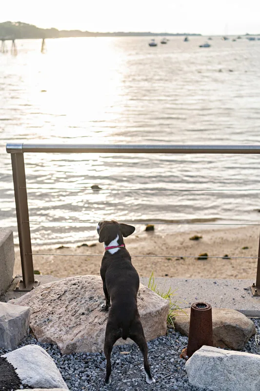 color photo of a boston terrier mix dog standing looking out at the water of a harbor from behind. The photo was taken by Laura Pea Photography, a Long Island pet photographer. 