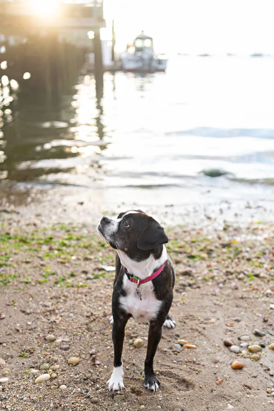 color photo of a boston terrier mix dog standing on a rocky beach looking up to the side. The photo was taken by Laura Pea Photography, a Long Island pet photographer. 