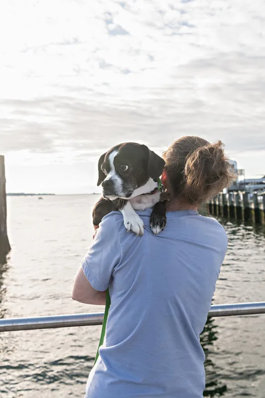 color photo of a boston terrier mix dog in her female owner's arms from behind. The photo was taken by Laura Pea Photography, a Long Island pet photographer. 