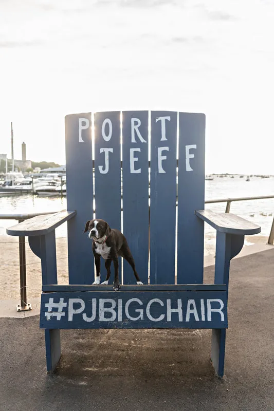 color photo of a boston terrier mix dog standing on the Port Jefferson Big Chair. The photo was taken by Laura Pea Photography, a Long Island pet photographer. 