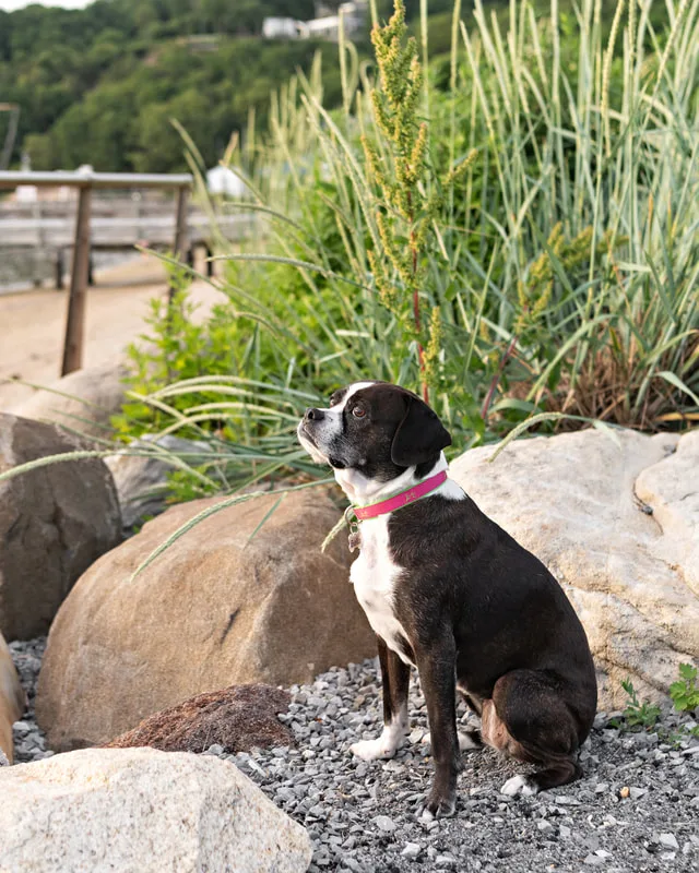 color photo of a boston terrier mix dog sitting in front of reeds in profile. The photo was taken by Laura Pea Photography, a Long Island pet photographer. 