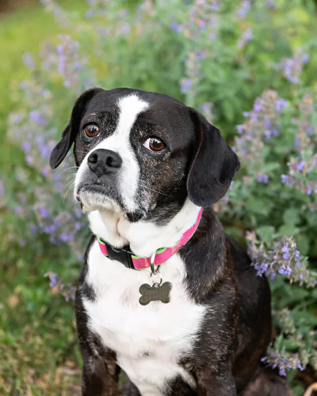 color photo of a boston terrier mix dog sitting in front of purple flowers. The photo was taken by Laura Pea Photography, a Long Island pet photographer. 