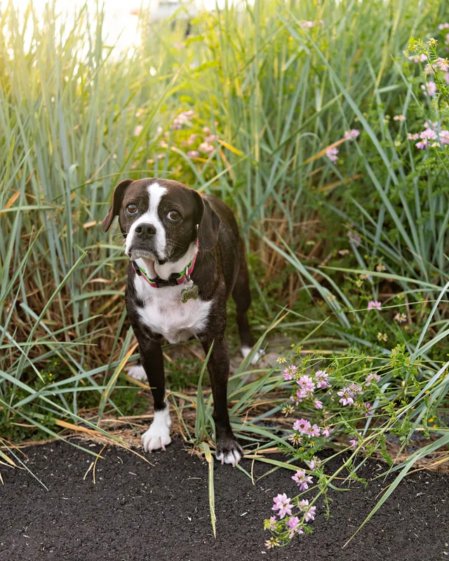 color photo of a boston terrier mix dog standing in front of reeds and purple flowers. The photo was taken by Laura Pea Photography, a Long Island pet photographer. 