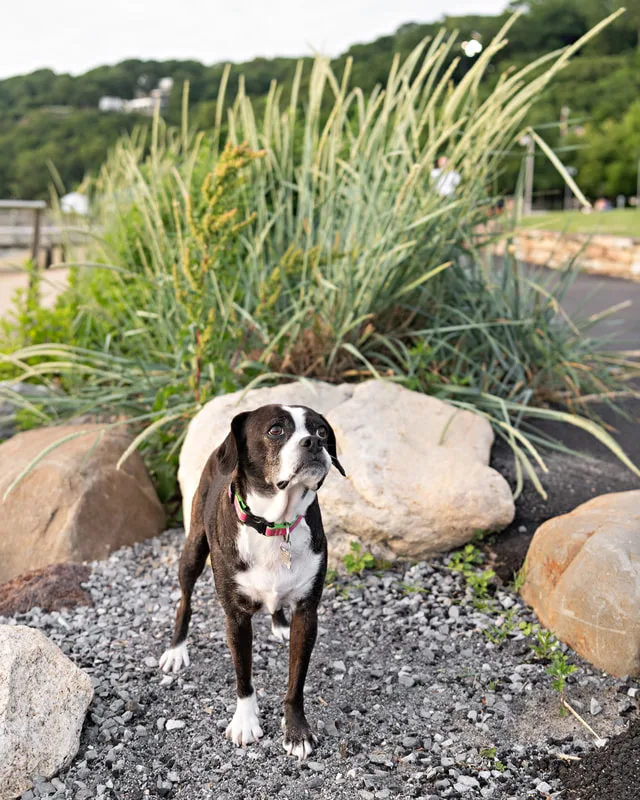 color photo of a boston terrier mix dog standing in front of reeds and flowers looking up to the side. The photo was taken by Laura Pea Photography, a Long Island pet photographer. 