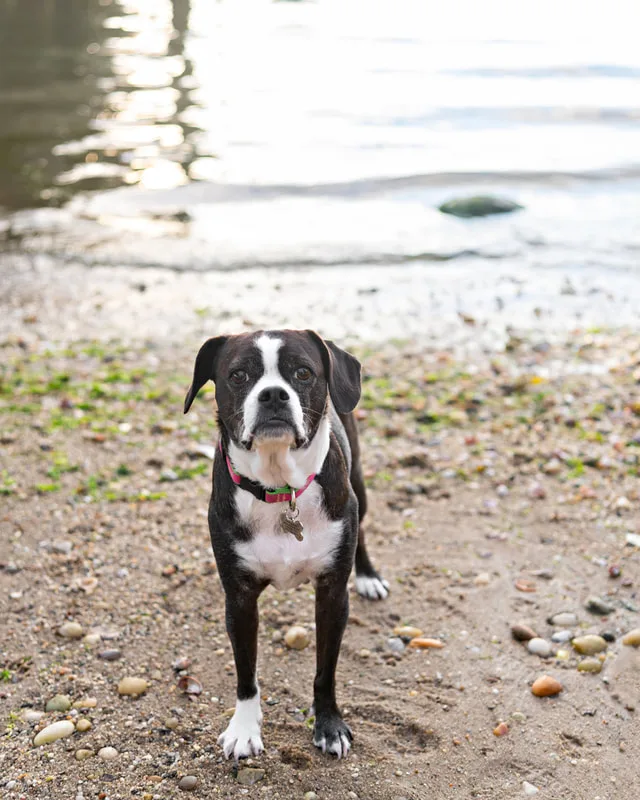 color photo of a boston terrier mix dog standing on a rocky beach. The photo was taken by Laura Pea Photography, a Long Island pet photographer. 