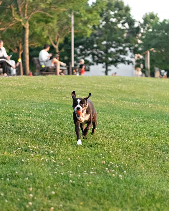 color photo of a boston terrier mix dog running with an orange ball in her mouth. The photo was taken by Laura Pea Photography, a Long Island pet photographer. 