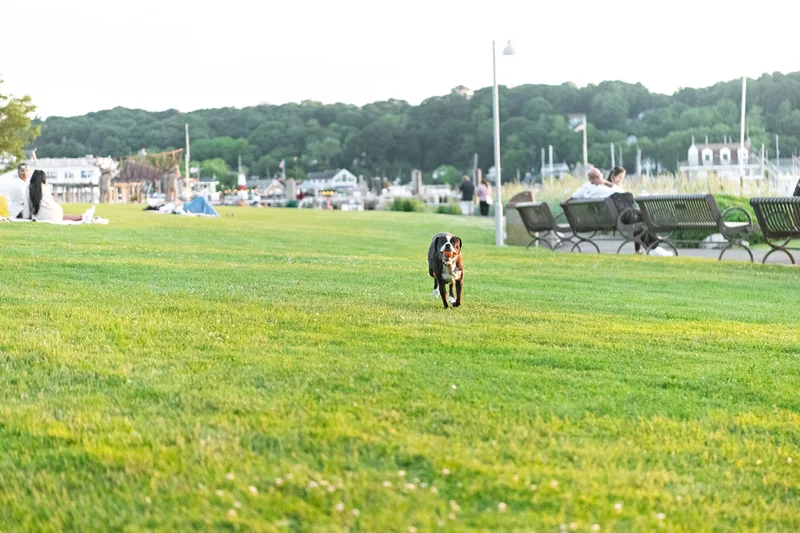 color photo of a boston terrier mix dog running with an orange ball in her mouth. The photo was taken by Laura Pea Photography, a Long Island pet photographer. 