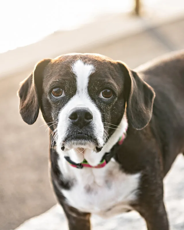color photo of a boston terrier mix dog close up with the sun behind her. The photo was taken by Laura Pea Photography, a Long Island pet photographer. 