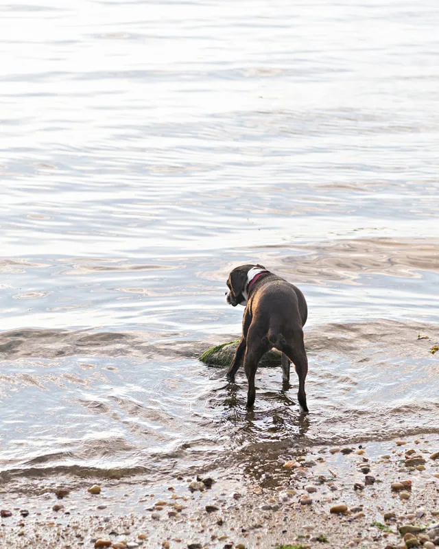color photo of a boston terrier mix dog standing in the water of a beach. The photo was taken by Laura Pea Photography, a Long Island pet photographer. 