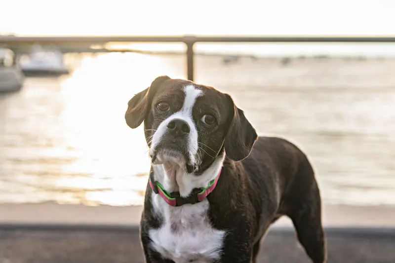 color photo of a boston terrier mix dog standing on a rock in front of a harbor with the sun behind her. The photo was taken by Laura Pea Photography, a Long Island pet photographer. 