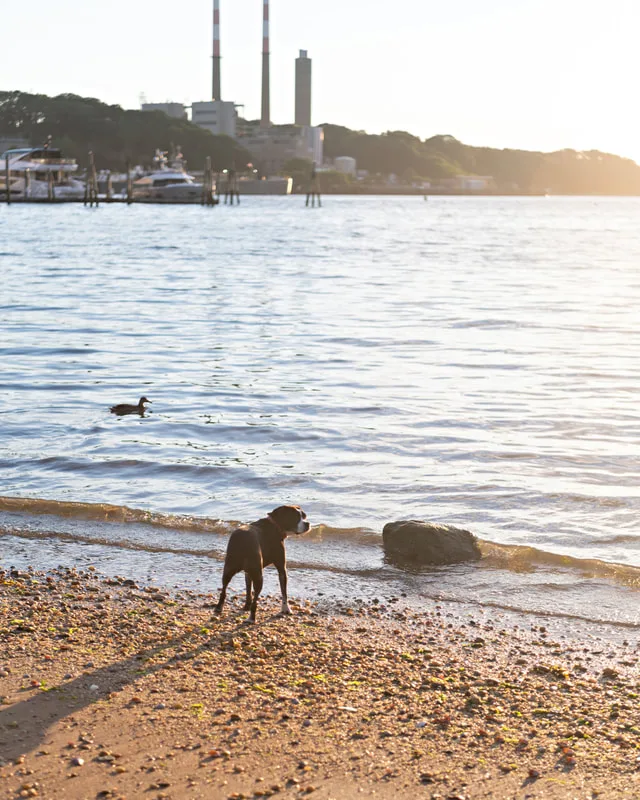 color photo of a boston terrier mix dog standing on a rocky beach of a harbor. The photo was taken by Laura Pea Photography, a Long Island pet photographer. 