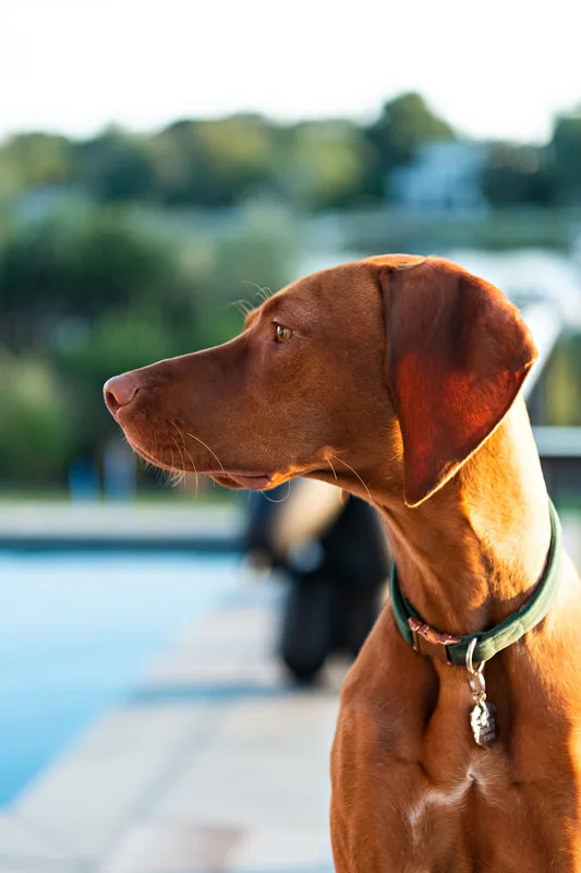 color profile photo of a red vizsla dog in her owner's backyard on the water