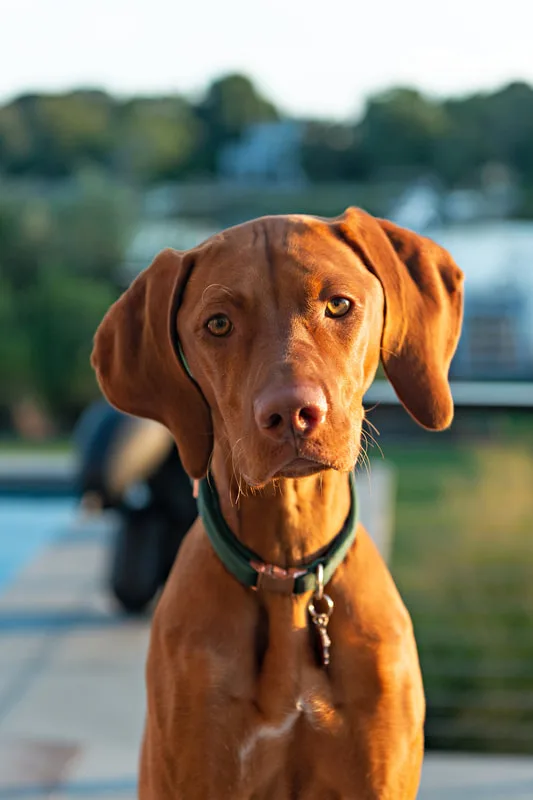 color close up photo of a red vizsla dog in her owner's backyard on the water