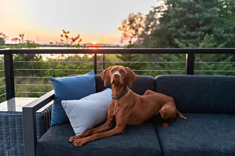 color photo of a red vizsla dog in her owner's backyard on the water. She's sitting on a patio couch