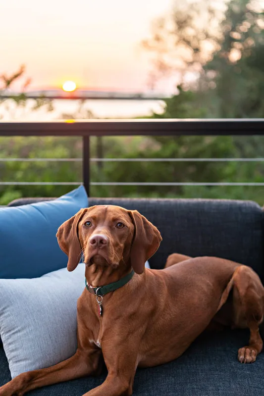 color photo of a red vizsla dog in her owner's backyard on the water. She's sitting on a patio couch