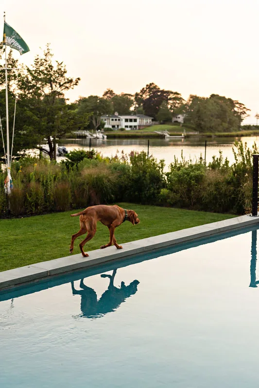 color photo of a red vizsla dog in her owner's backyard on the water. She's running alongside a pool
