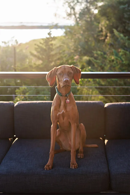 color photo of a red vizsla dog in her owner's backyard on the water. She's sitting on a patio couch