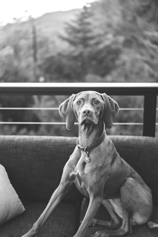 black and white photo of a red vizsla dog in her owner's backyard on the water. She's sitting on a patio couch