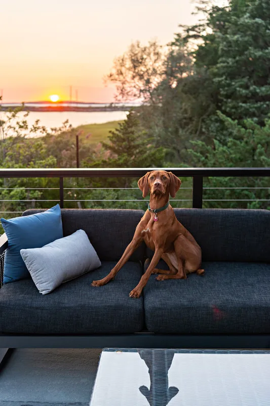 color photo of a red vizsla dog in her owner's backyard on the water. She's sitting on a patio couch as the sun sets