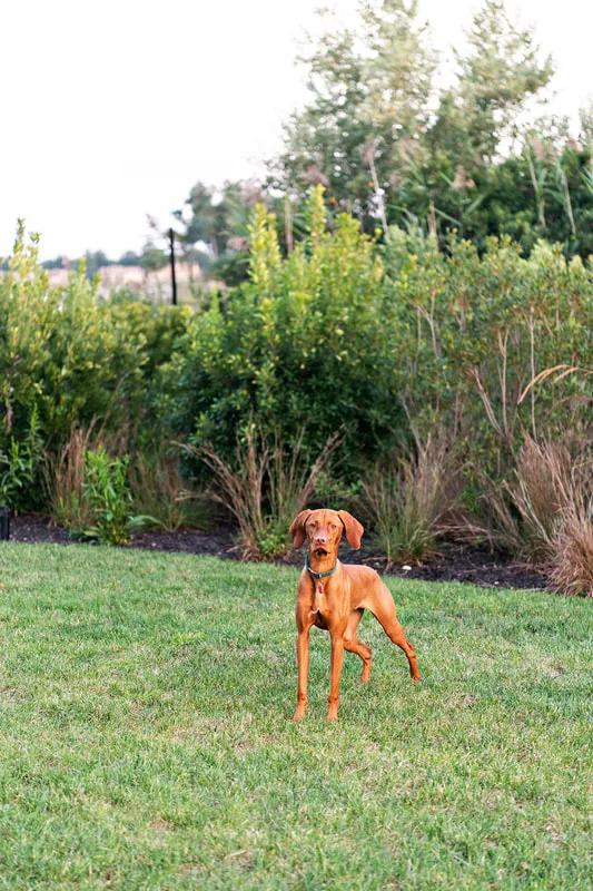 color photo of a red vizsla dog in her owner's backyard on the water. She's standing on the lawn