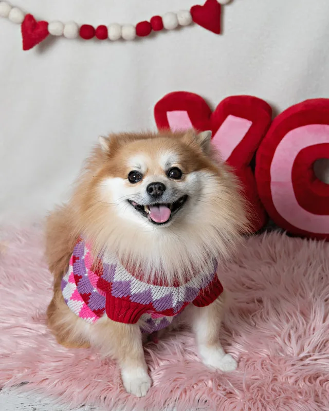 Color photo of a Pomeranian dog in front of a white backdrop with lots of Valentine's Day props. The photo was taken by Laura Pea Photography, a Long Island pet photographer. 