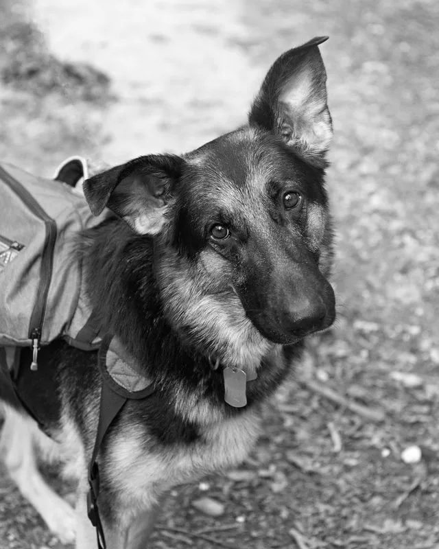 Black and white photo of a German Shepherd Dog in the woods. The photo was taken by Laura Paesano of Laura Pea Photography, a Long Island based pet photographer. 
