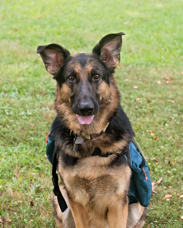 Color photo of a German Shepherd Dog in the woods. The photo was taken by Laura Paesano of Laura Pea Photography, a Long Island based pet photographer. 