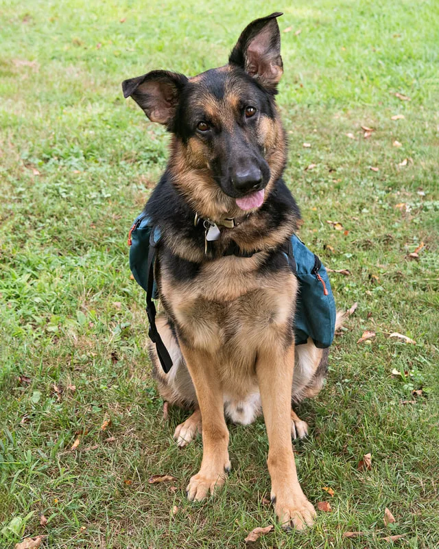 Color photo of a German Shepherd Dog in the woods. The photo was taken by Laura Paesano of Laura Pea Photography, a Long Island based pet photographer. 