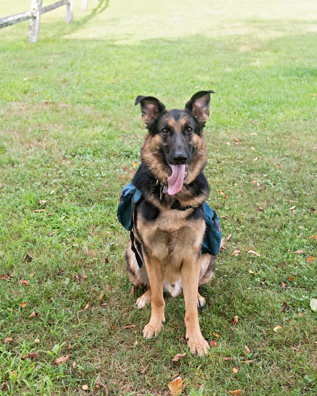 Color photo of a German Shepherd Dog in the woods. The photo was taken by Laura Paesano of Laura Pea Photography, a Long Island based pet photographer. 