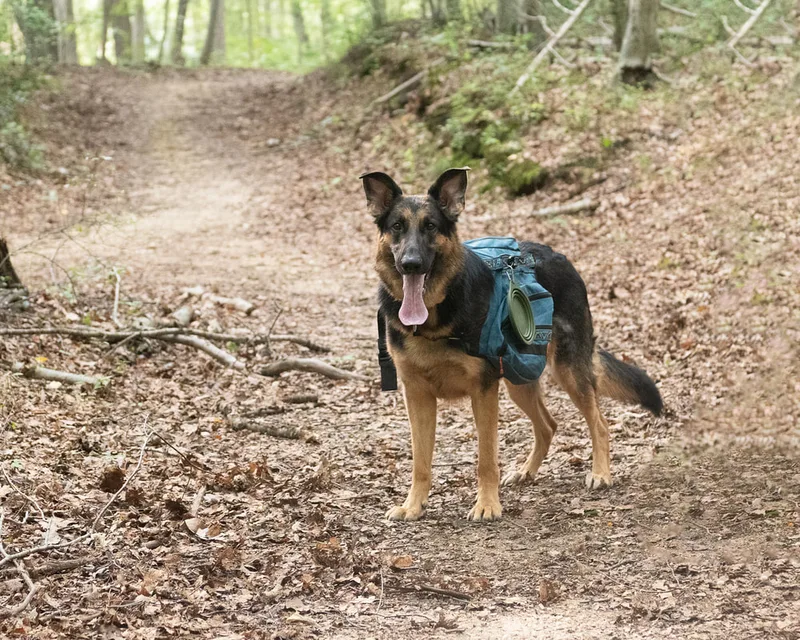 Color photo of a German Shepherd Dog in the woods. The photo was taken by Laura Paesano of Laura Pea Photography, a Long Island based pet photographer. 