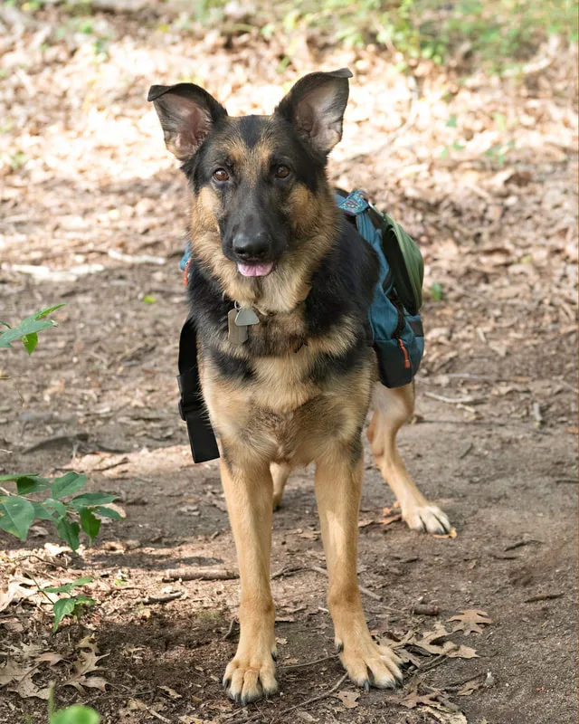 Color photo of a German Shepherd Dog in the woods. The photo was taken by Laura Paesano of Laura Pea Photography, a Long Island based pet photographer. 