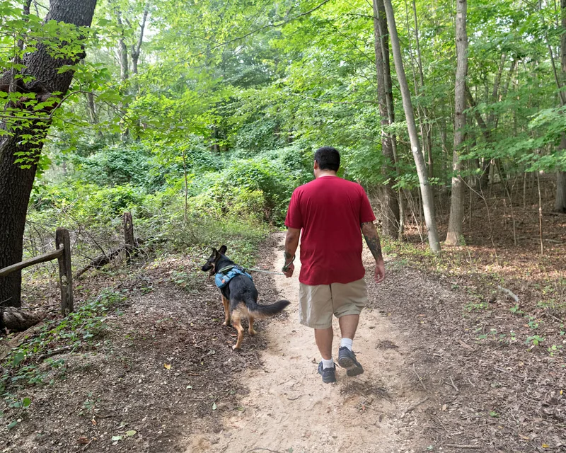 Color photo of a German Shepherd Dog in the woods with his owner. The photo was taken by Laura Paesano of Laura Pea Photography, a Long Island based pet photographer. 