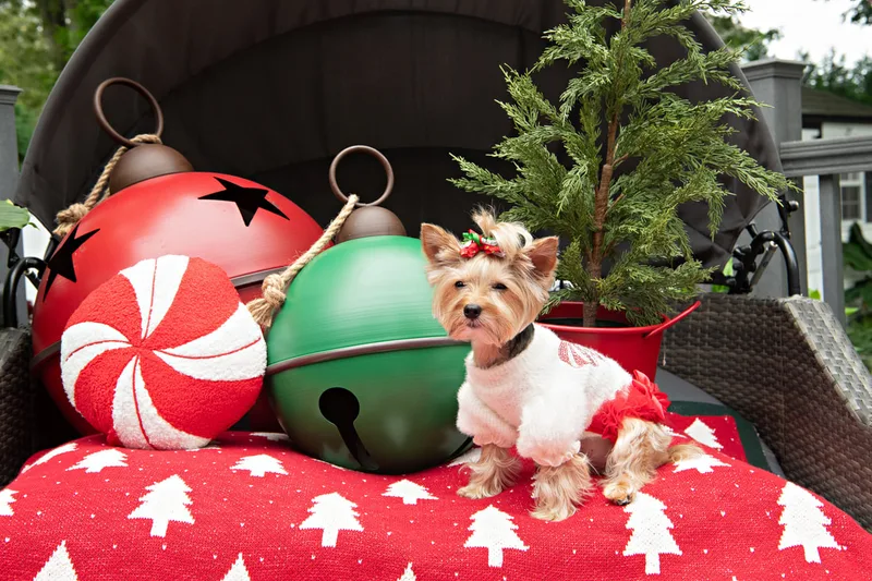 Color photo of a Yorkshire Terrier in a cute outfit in front of Christmas props. The photo was taken by Laura of Laura Pea Photography, a Long Island based pet photographer.