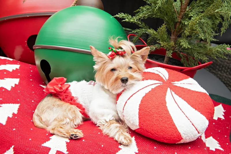 Color photo of a Yorkshire Terrier in a cute outfit in front of Christmas props. The photo was taken by Laura of Laura Pea Photography, a Long Island based pet photographer.