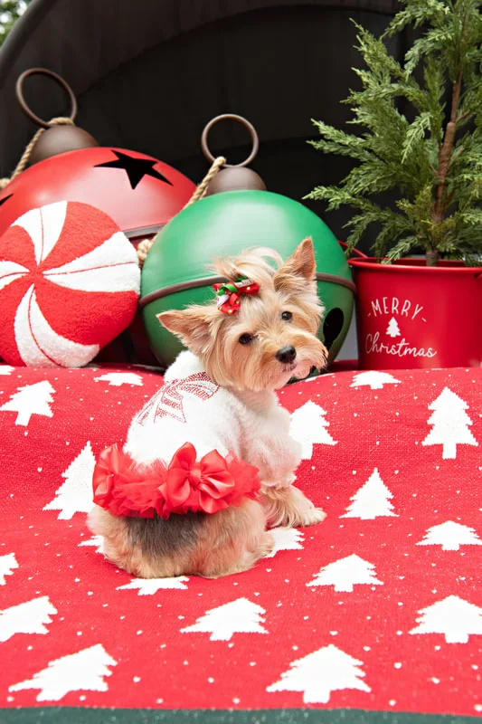 Color photo of a Yorkshire Terrier in a cute outfit in front of Christmas props. The photo was taken by Laura of Laura Pea Photography, a Long Island based pet photographer.