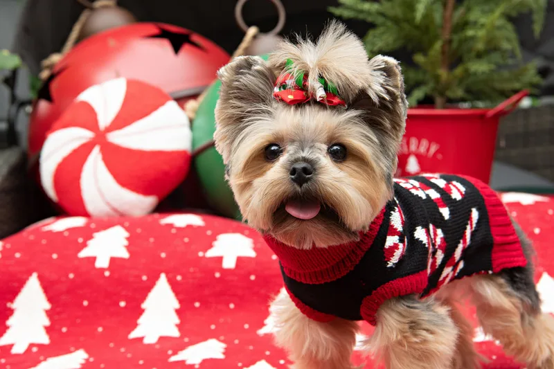 Color photo of a Yorkshire Terrier in a cute outfit in front of Christmas props. The photo was taken by Laura of Laura Pea Photography, a Long Island based pet photographer.
