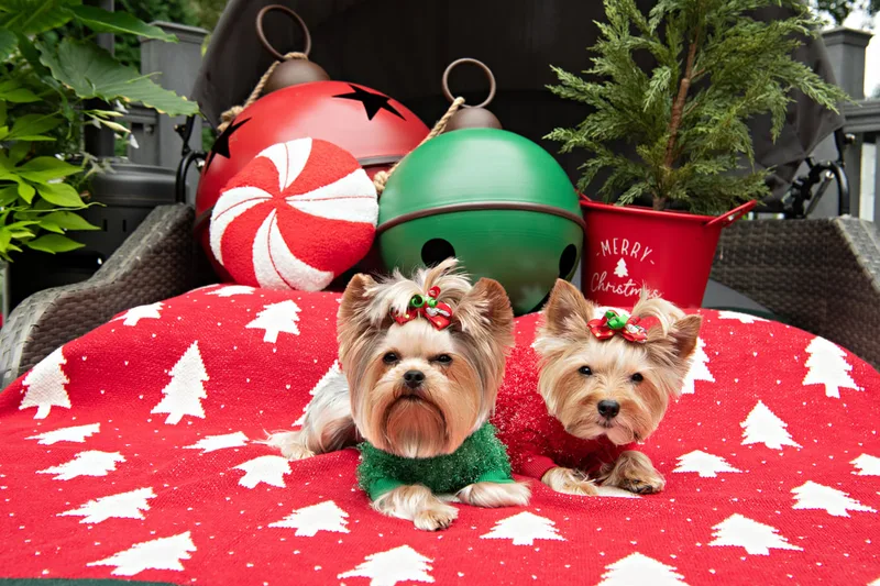 Color photo of Yorkshire Terriers in cute outfits in front of Christmas props. The photo was taken by Laura of Laura Pea Photography, a Long Island based pet photographer.