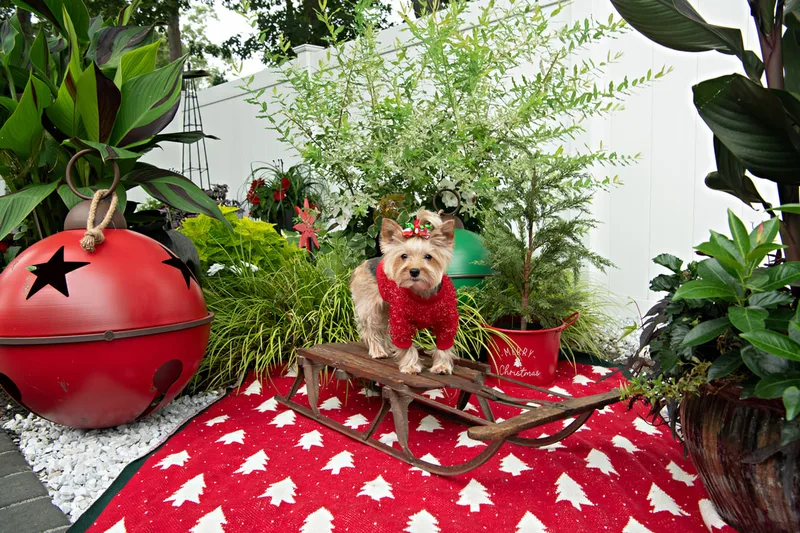 Color photo of a Yorkshire Terrier in a cute outfit in front of Christmas props. The photo was taken by Laura of Laura Pea Photography, a Long Island based pet photographer.