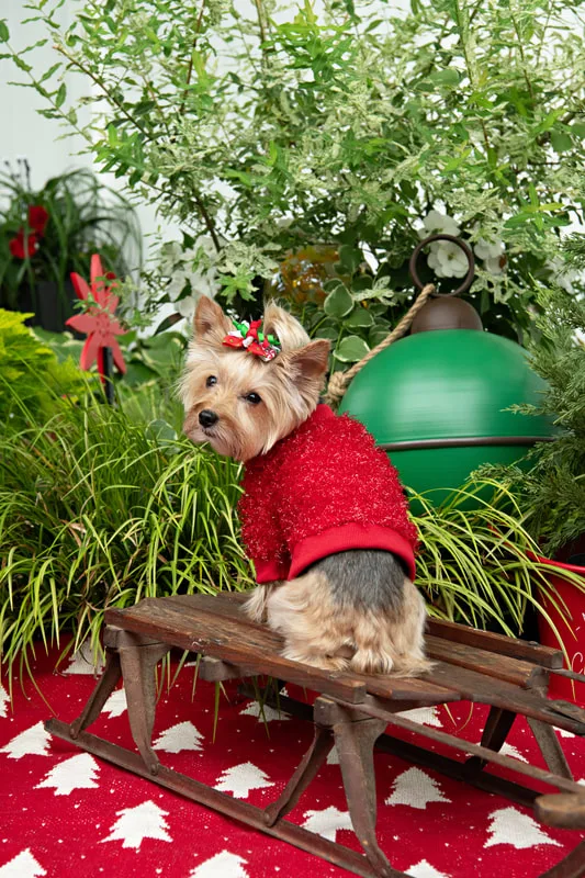 Color photo of a Yorkshire Terrier in a cute outfit in front of Christmas props. The photo was taken by Laura of Laura Pea Photography, a Long Island based pet photographer.