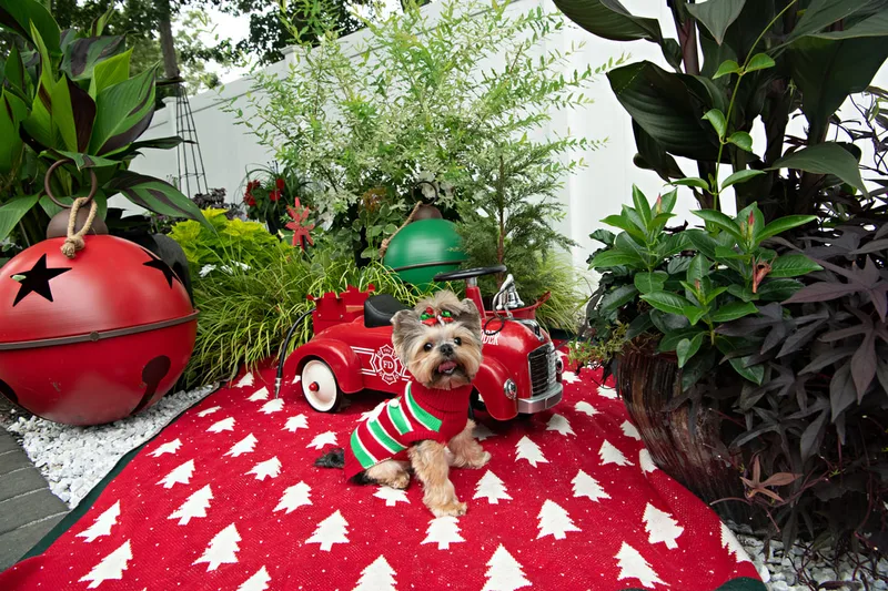 Color photo of a Yorkshire Terrier in a cute outfit in front of Christmas props. The photo was taken by Laura of Laura Pea Photography, a Long Island based pet photographer.