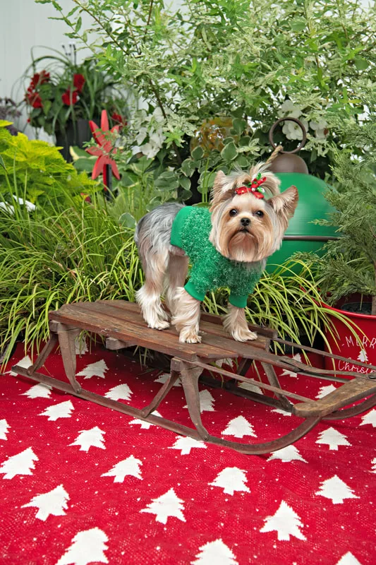 Color photo of a Yorkshire Terrier in a cute outfit in front of Christmas props. The photo was taken by Laura of Laura Pea Photography, a Long Island based pet photographer.