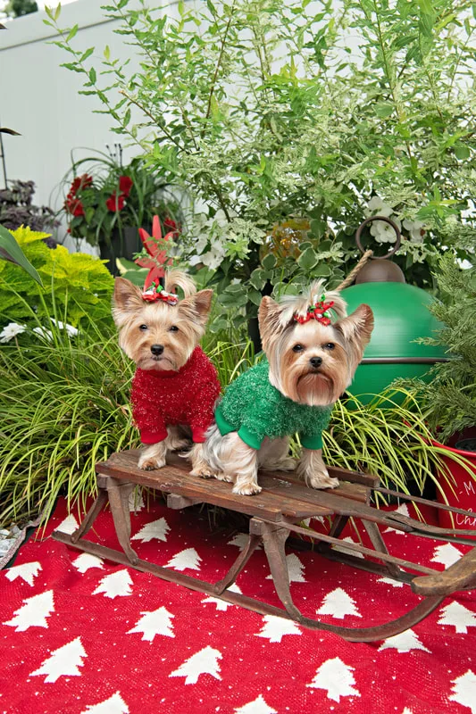 Color photo of Yorkshire Terriers in cute outfits in front of Christmas props. The photo was taken by Laura of Laura Pea Photography, a Long Island based pet photographer.