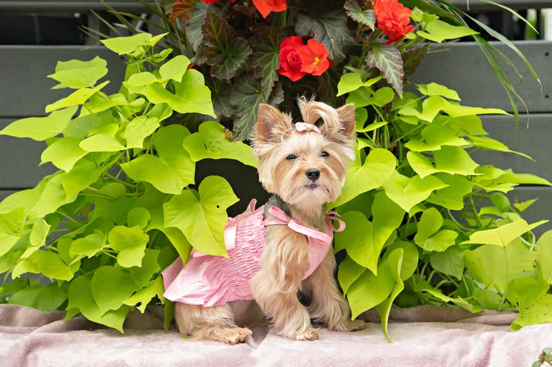 Color photo of a Yorkshire Terrier in a cute outfit. The photo was taken by Laura of Laura Pea Photography, a Long Island based pet photographer.