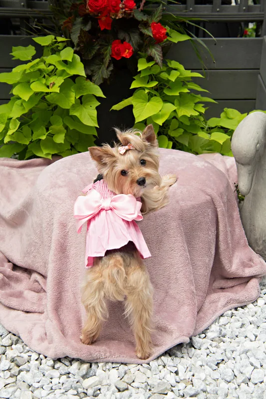 Color photo of a Yorkshire Terrier in a cute outfit. The photo was taken by Laura of Laura Pea Photography, a Long Island based pet photographer.