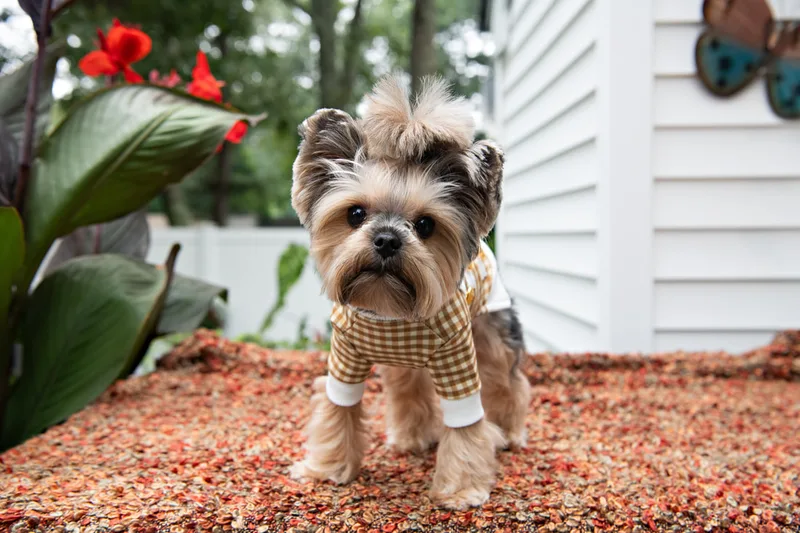 Color photo of a Yorkshire Terrier in a cute outfit. The photo was taken by Laura of Laura Pea Photography, a Long Island based pet photographer.