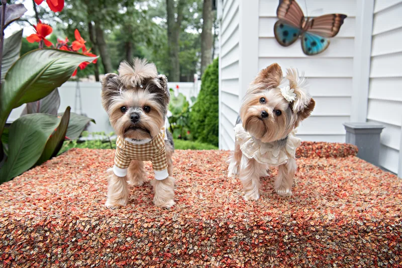 Color photo of Yorkshire Terriers in cute outfits. The photo was taken by Laura of Laura Pea Photography, a Long Island based pet photographer.