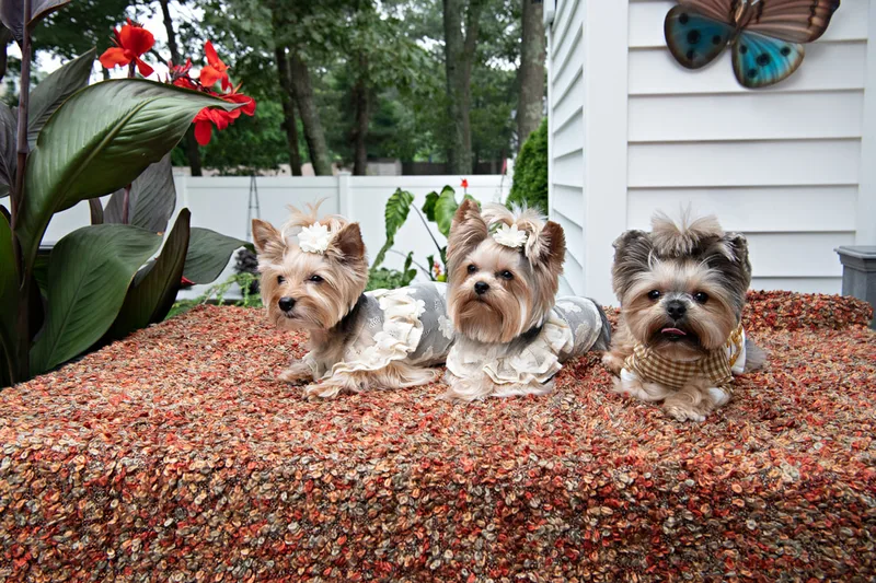 Color photo of Yorkshire Terriers in cute outfits. The photo was taken by Laura of Laura Pea Photography, a Long Island based pet photographer.