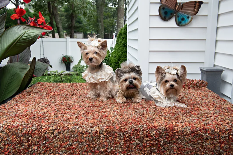 Color photo of Yorkshire Terriers in cute outfits in front of Christmas props. The photo was taken by Laura of Laura Pea Photography, a Long Island based pet photographer.